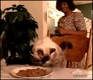 Cat_uses_fork.gif?
