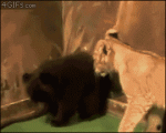 Lion-cub-scares-bear