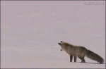 Fox-snow-hunting-pounce