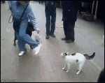 Cat_vs_Rottweiler