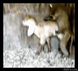 Monkey_rapes_goat.gif