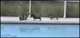 Cat-dogs-pool-scatter