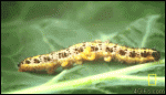 Caterpillar_larvae