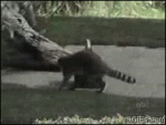 Raccoon-steals-hops-away