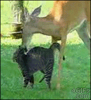 Deer-grooms-cat