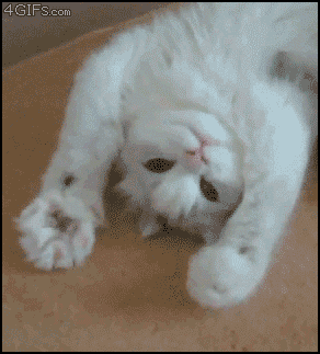 Cat-flexing-paws