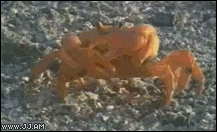 Crab-leaves-his-arm