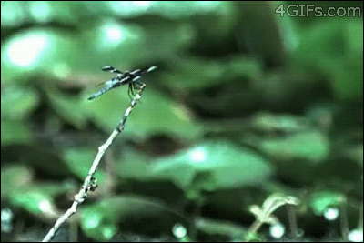 Frog-dragonfly-catch-fail.gif