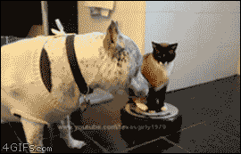 [Image: Hover-cat-vs-sweater-dog.gif]