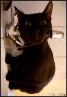 Gifs de gatos ¡Pon el tuyo! Cat-Drinking-Water-Sideways