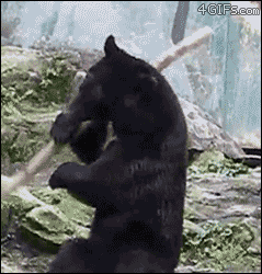 Kung-fu-bear.gif
