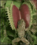 Venus-flytrap-frog