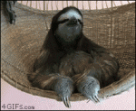 Sloth-hammock-chillin