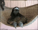 Sloth-hammock-deal-with-it