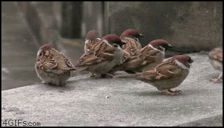 Birds_fighting