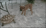 Tortoise-charges-dog