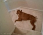 Lazy-dog-stairs-slide