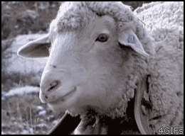 Charts/Ventas 'T.H.E (The Hardest Ever)' (#36 USA; #3 UK) - Página 4 Sheep_eating