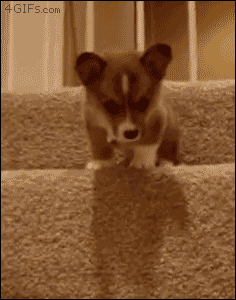 http://forgifs.com/gallery/d/169367-5/Corgi-puppy-scared-stairs.gif