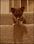 Corgi-puppy-scared-stairs