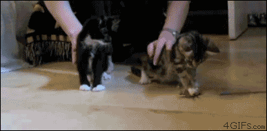 [Image: Chuck-Norris-snipes-kittens.gif?]