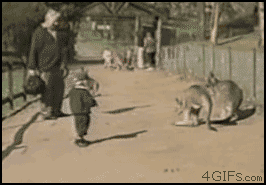 [Image: Kangaroo-kicks-kid-backup.gif?]