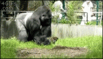 Gorilla-vs-groundskeepers