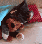 Cat-hugs-teddy-bear