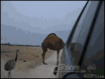 Hungry_camel