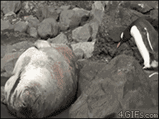 http://forgifs.com/gallery/d/176279-3/Penguin-wakes-grumpy-sleeping-seal.gif