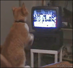 http://forgifs.com/gallery/d/178599-4/Cat-boxing-TV.gif