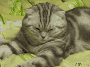 To the people with a .gif for everything Tired-cat-falls-asleep