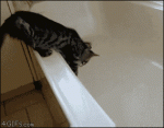 Cat-bathtub-panic