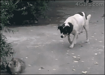 Dog-sneaks-up-on-cat.gif