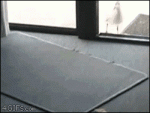 Seagull-thief-trapped-glass-door
