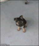 Puppy-dog-time-lapse