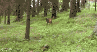 Deer-runs-over-dog