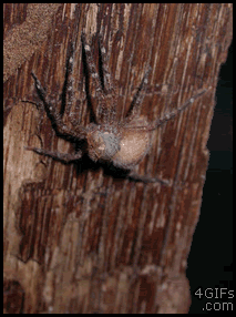 Spider_molting.gif?
