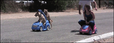 In a toy car race a team of dogs beat their humans