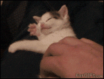 Kitten_sleeping_kneading