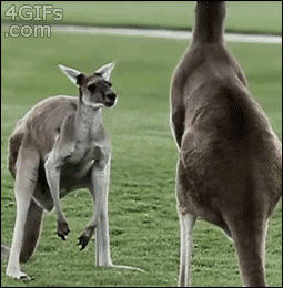 Kangaroo-juggles-junk