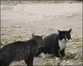 Police-dog-cats-fight