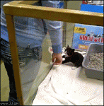 Kitten-climbs-arm-escapes-pet-shop