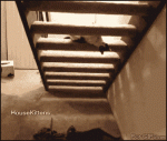 Cat_under_stairs_hax