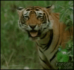 Tiger_laughs