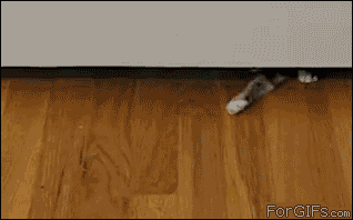 Kitten-squeezes-under-door
