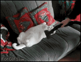 Cat_vacuum_massage.gif