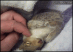 Baby_squirrel_tickled