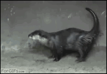 http://forgifs.com/gallery/d/189217-1/Dancing_otter.gif
