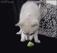 Funny Quote(s) Puppy-tastes-lime